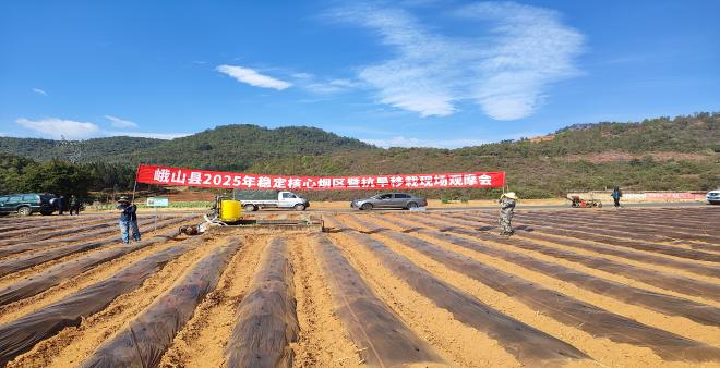 峨山縣召開2025年穩(wěn)定核心煙區(qū)暨抗旱移栽現(xiàn)場(chǎng)觀摩會(huì).jpg